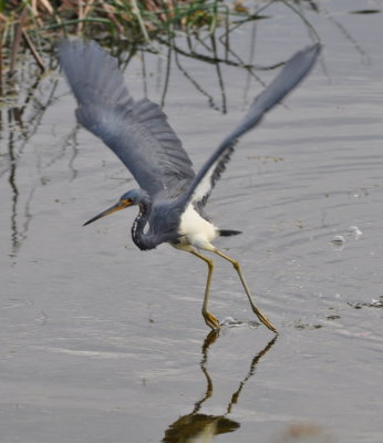 Tri-colored Heron