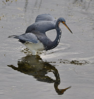 Tri-colored Heron