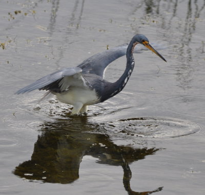 Tri-colored Heron