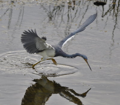 Tri-colored Heron