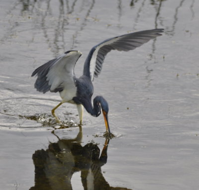 Tri-colored Heron