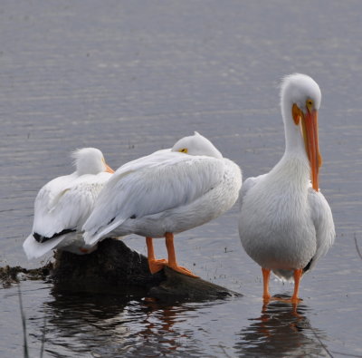 American White Pelicans