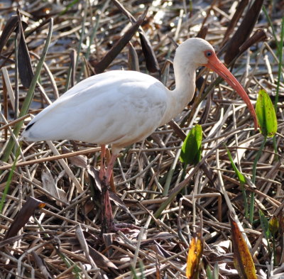 White Ibis