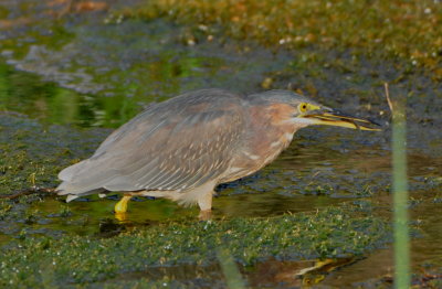 Green Heron