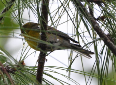 Pine Warbler
Little Sandy Lake, Orlando, FL