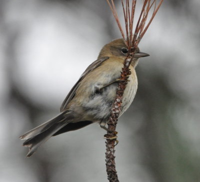 Pine Warbler