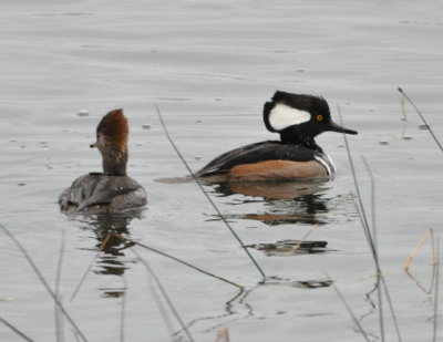 Female and male Hooded Mergansers
Pond next to Little Sandy Lake, Orlando, FL