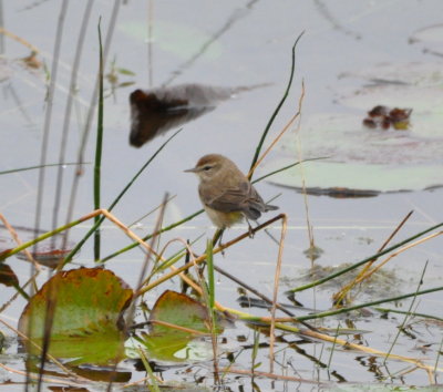 Palm Warbler
Little Sandy Lake, Orlando, FL