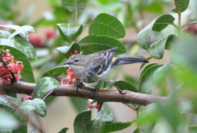Yellow-rumped Warbler (Myrtle)
Little Sandy Lake, Orlando, FL