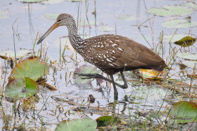 Limpkin