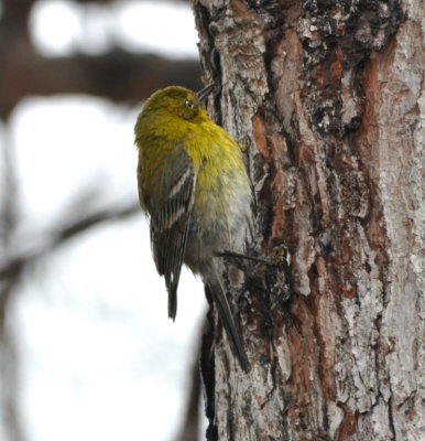 Pine Warbler