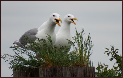 Happy Gulls.jpg