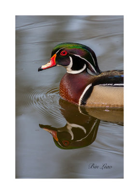 bird 034.jpg