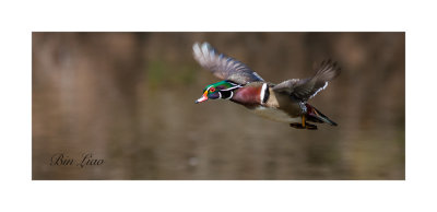 bird 033.jpg
