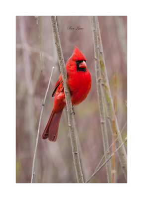 bird 029.jpg