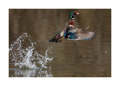 bird 032.jpg