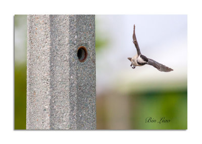 bird 039.jpg