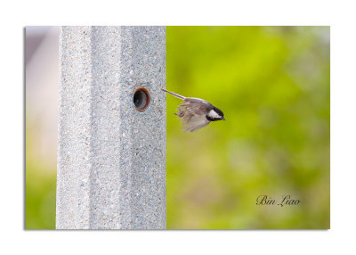 bird 044.jpg
