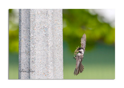 bird 042.jpg
