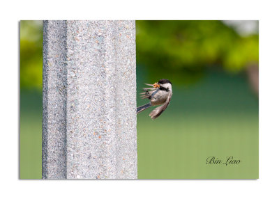 bird 043.jpg