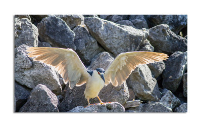 black_crowned_night_heron