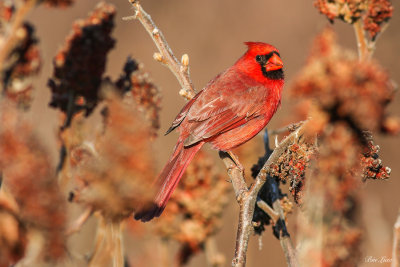 red_cardinal