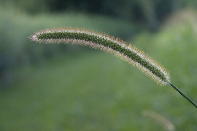 Weed