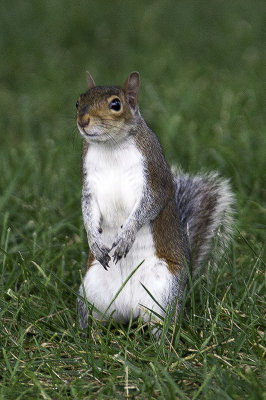 Squirrel