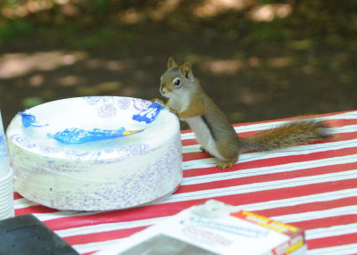 Picnic Intruder