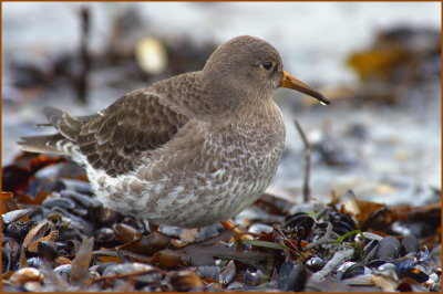 Purple Sandpiper (Calidris maritima).  Skärsnäppa.