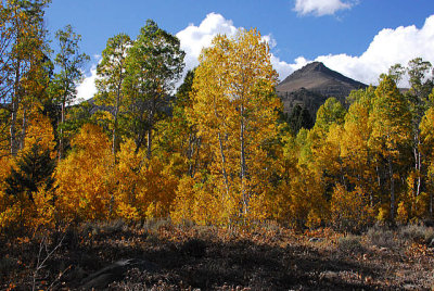 Fall Color Hope Valley .jpg