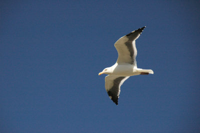 Gull in flight.jpg