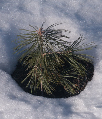 pine seedling.JPG