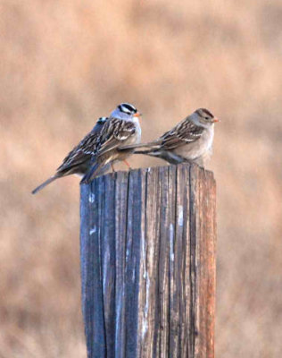 White Crowned Sparrows on Post in Hope Valley.jpg