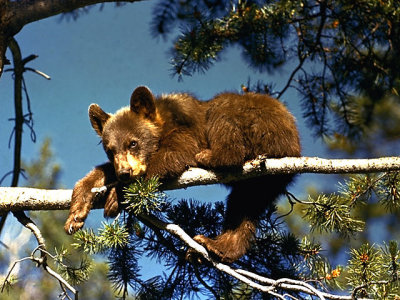Bear Cub Treed.jpg