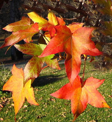 November Color at The Ranch(PS).jpg