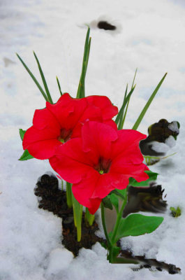 Red Flower in Snow(PS).jpg