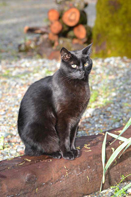 BK Black Cat.jpg