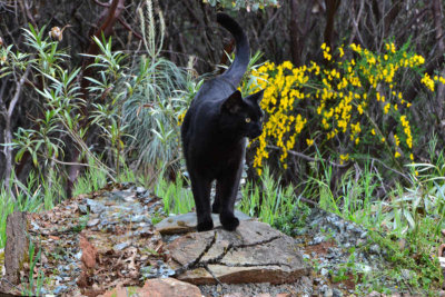 BK Black Cat.jpg