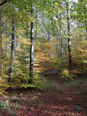 IMG_2154.JPG