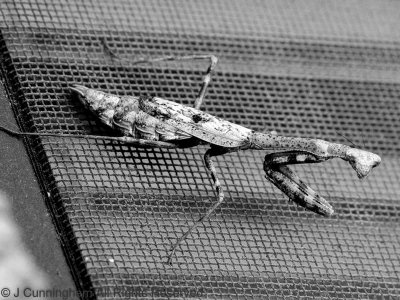 Mantis