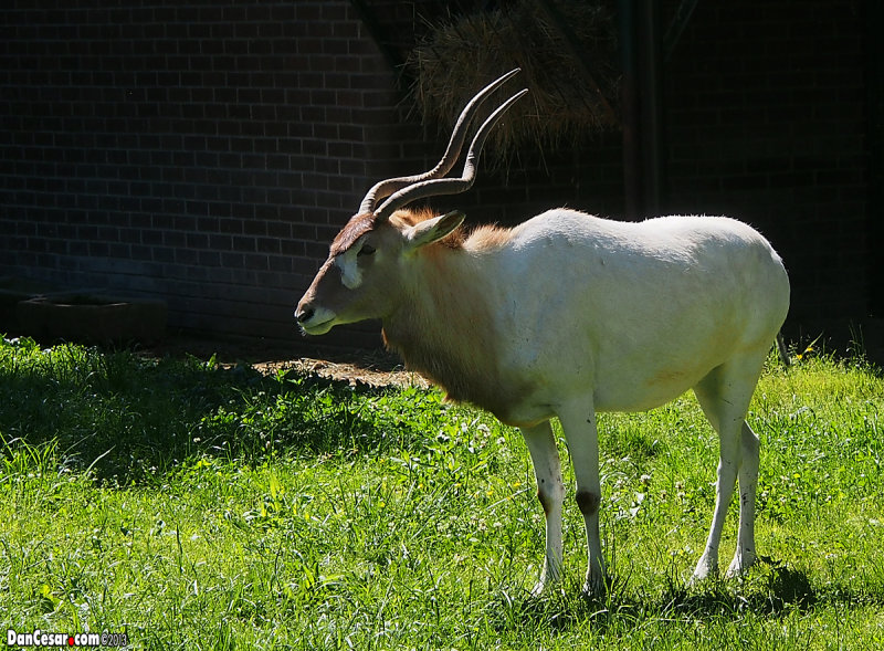 Addax (Addax nasomaculatus)