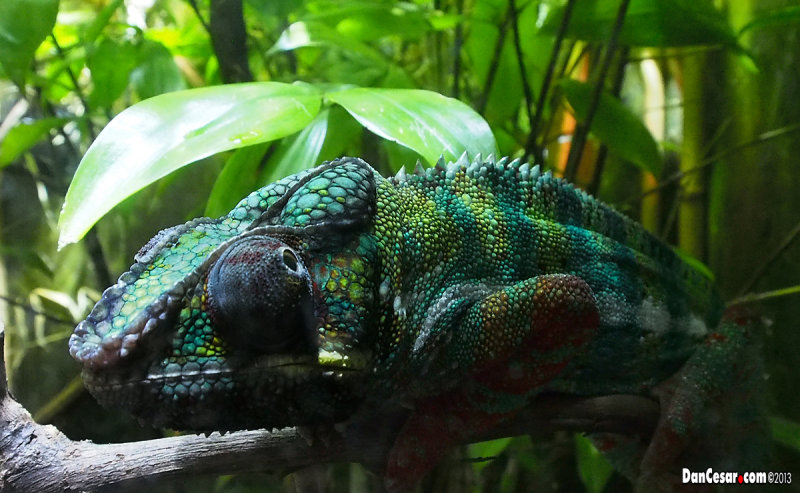 Panther Chameleon (Furcifer pardalis)