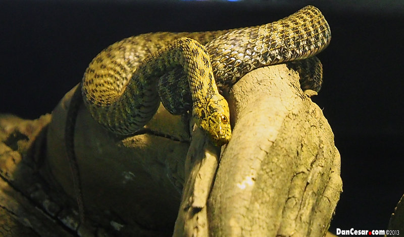 Dice Snake (Natrix tessellatta)