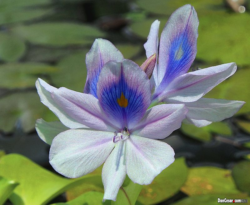 Water Lilly from Botanički vrt Zagreb