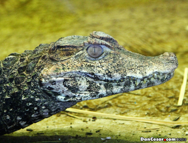 Cuviers Dwarf Caiman (Paleosuchus palpebrosus)