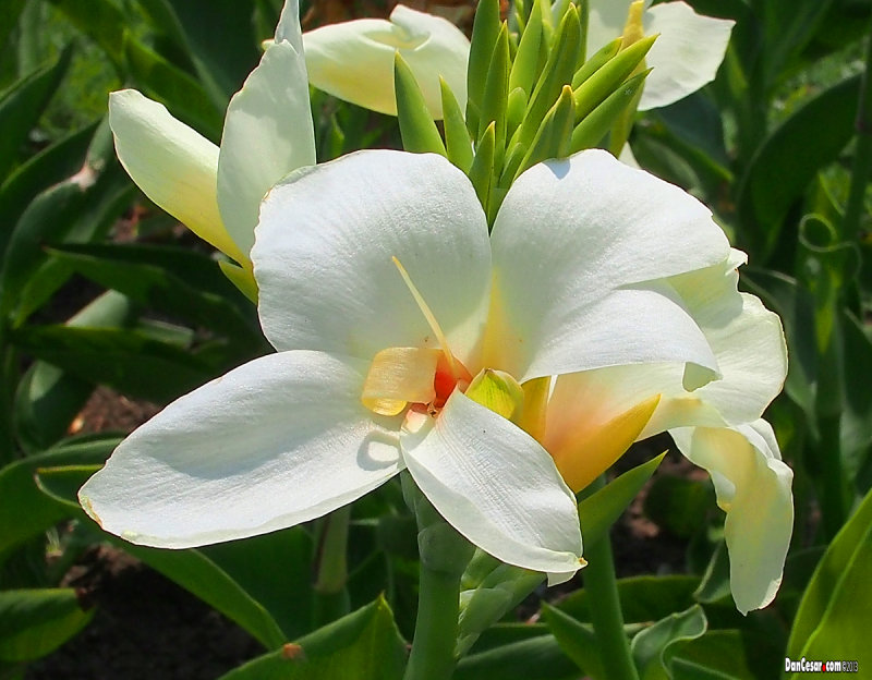 The Beauty of Flowers