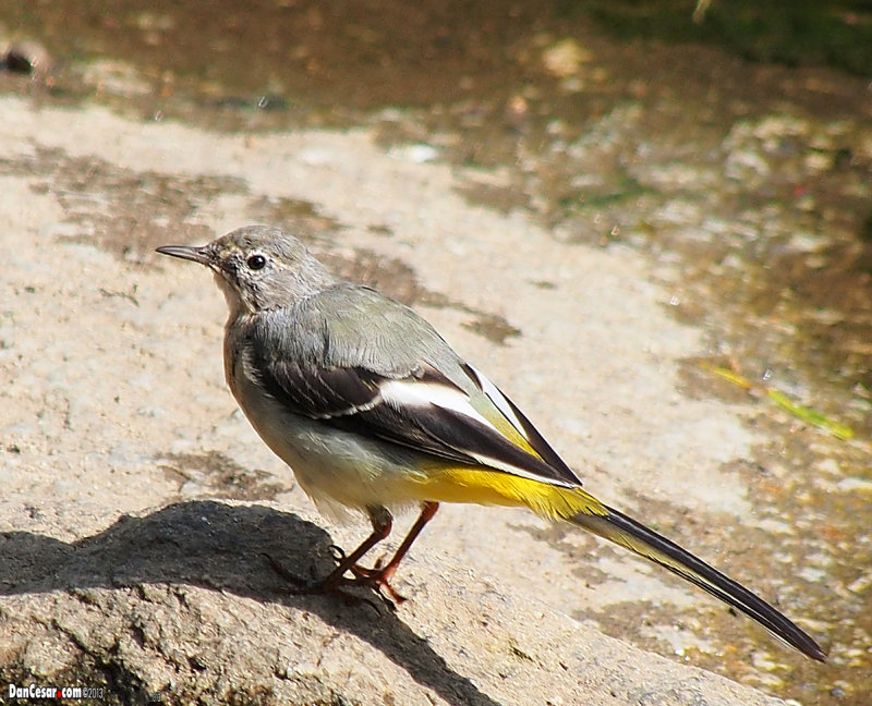 Grey Wagtail 