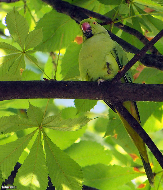 Rose-ringed Parakeet