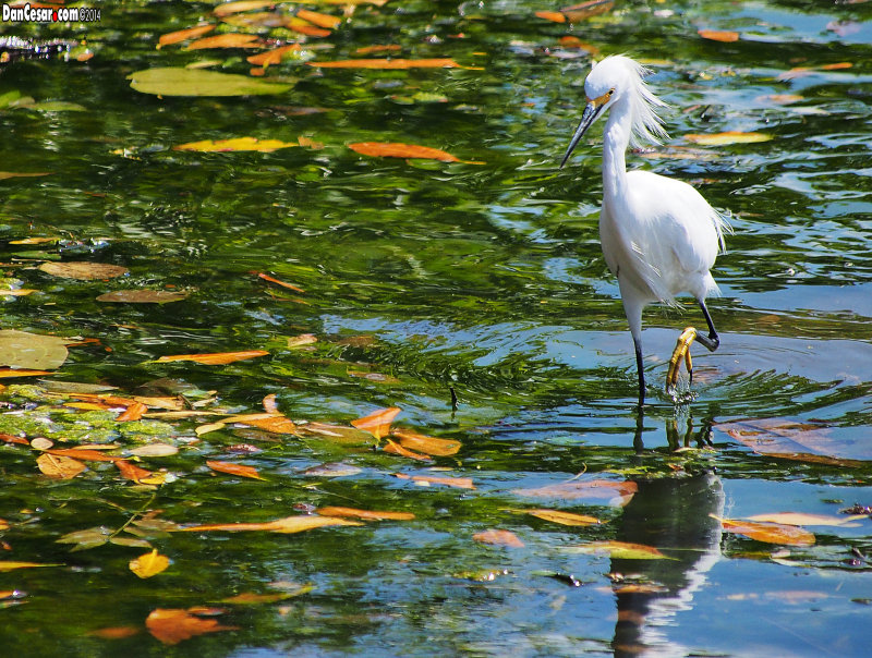 Great White Egret